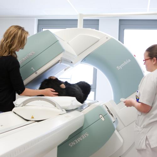 Kiko MRI