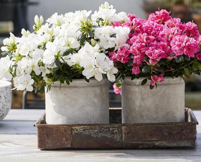 azalea